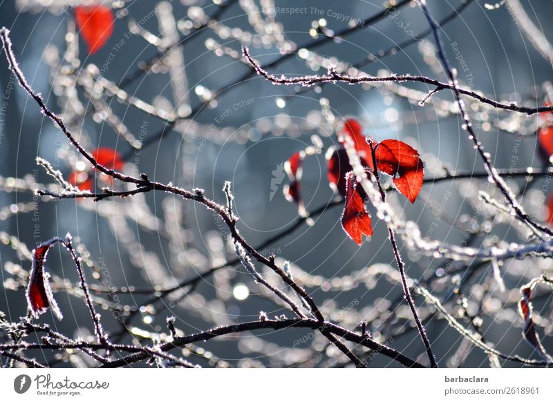 Der Herbst verabschiedet sich Natur Pflanze Wasser Winter Klima Eis Frost Sträucher Blatt Zweige u. Äste Park Netzwerk Tropfen leuchten blau rot weiß Stimmung