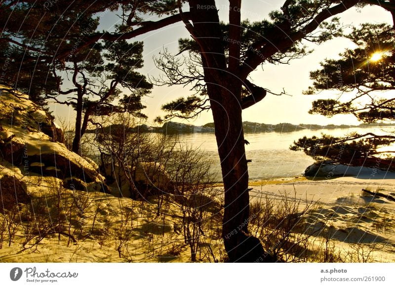 Sonntag Natur Landschaft Erde Sonne Baum Wald Strand Mandal Norwegen leuchten braun gelb gold Stimmung Optimismus Kraft ruhig Einsamkeit Erholung Horizont Leben