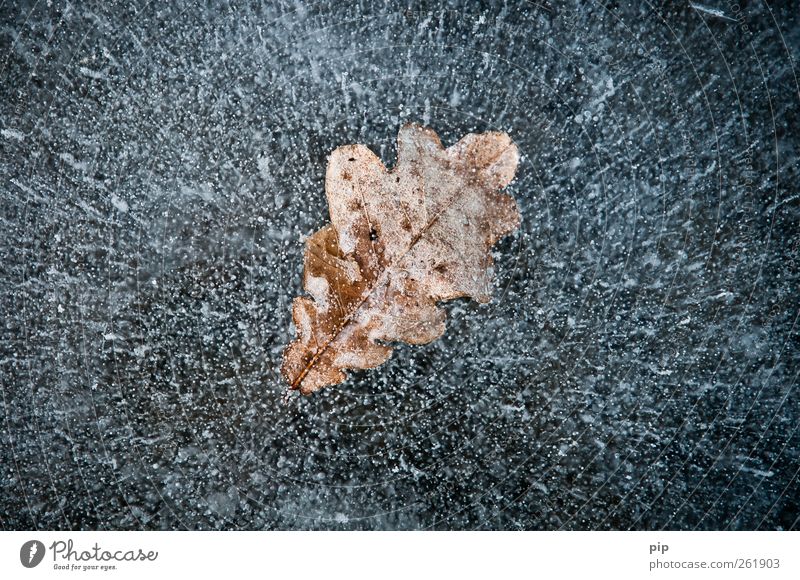 blatteis Umwelt Natur Urelemente Winter Eis Frost Blatt Eichenblatt See braun bizarr eingefangen Luftblase skurril eingeschlossen deutlich Aggregatzustand