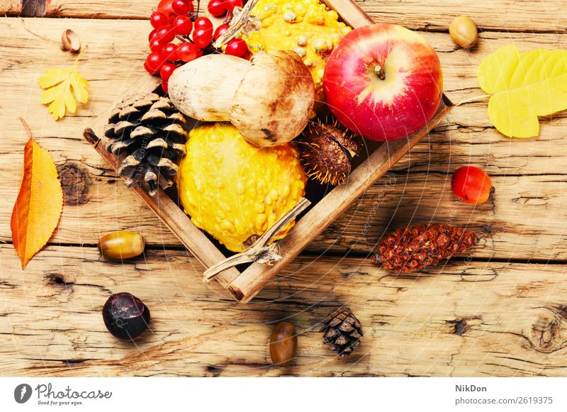 Herbstäpfel und Kürbisse Apfel fallen Hintergrund Lebensmittel organisch Saison Ernte Natur gelb natürlich Frucht orange Gesundheit Gemüse saisonbedingt