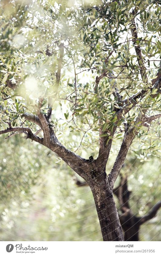 Olivenhain. Umwelt Natur Landschaft Pflanze ästhetisch Zufriedenheit Olivenbaum Olivenblatt Olivenernte grün mediterran Allee Süden Italien