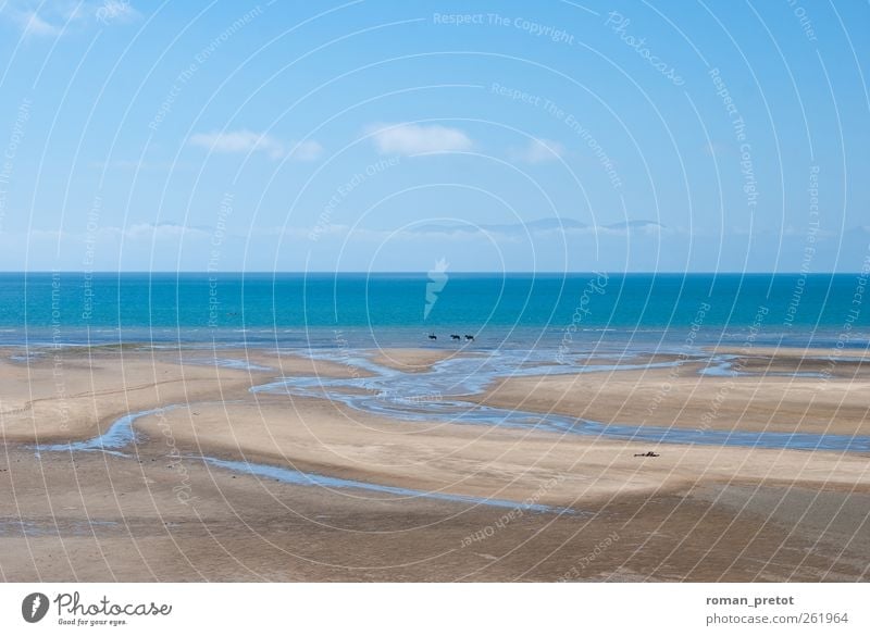 Weitsicht Strand Meer Natur Erholung Frieden Klima Leben träumen Umwelt Ferien & Urlaub & Reisen Ferne Wellness Neuseeland Abel Tasman Park Nationalpark Sommer