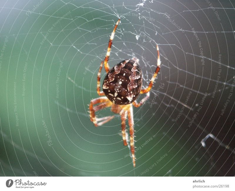 Kreuzspinne Spinne Insekt fangen Netz Nahaufnahme