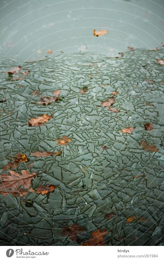Kühle Kunst Umwelt Natur Wasser Winter Klima Eis Frost Seeufer Teich ästhetisch bizarr kalt Muster Herbstlaub Eichenblatt viele Tauwetter gefroren Falte