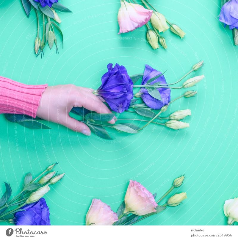 Blütenzweig Design Haut Feste & Feiern Valentinstag Muttertag Frau Erwachsene Hand 18-30 Jahre Jugendliche Blume Blatt Blumenstrauß berühren Blühend frisch