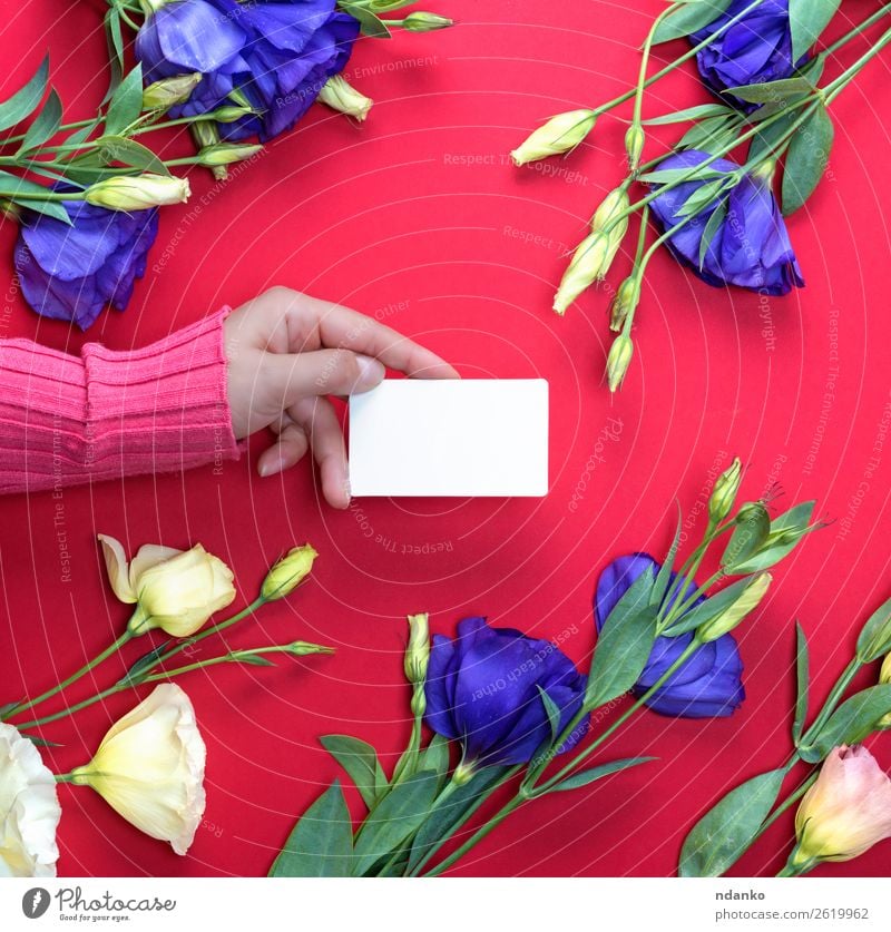 leeres weißes Papier Visitenkarte Design schön Haut Feste & Feiern Valentinstag Muttertag Business Frau Erwachsene Hand 1 Mensch 18-30 Jahre Jugendliche Natur