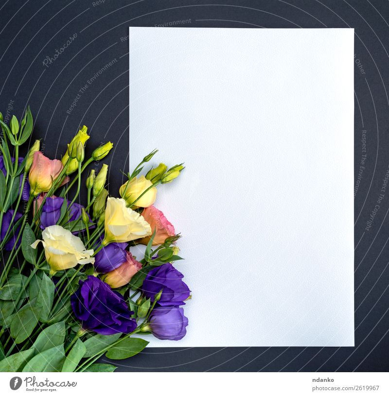 blühende Blumen Eustoma Lisianthus Feste & Feiern Valentinstag Muttertag Geburtstag Blatt Papier Blumenstrauß Blühend Liebe frisch natürlich blau gelb grün rosa