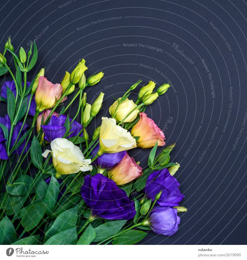 Blumen Eustoma Lisianthus Feste & Feiern Valentinstag Muttertag Blatt Blüte Blühend natürlich blau grün rosa schwarz weiß Hintergrund Beautyfotografie