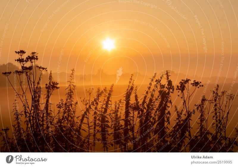 Mystischer Sonnenaufgang Design harmonisch ruhig Meditation Dekoration & Verzierung Tapete Trauerkarte Trauerfeier Beerdigung Natur Landschaft Pflanze Sommer