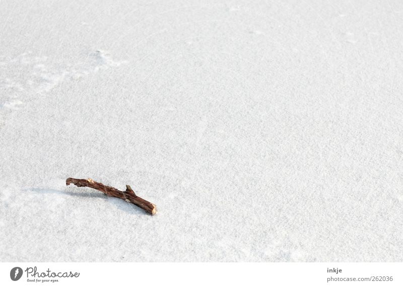 Stockfotografie Umwelt Winter Klima Eis Frost Schnee Ast Menschenleer liegen kalt trist braun weiß Gefühle Stimmung rein ruhig Wandel & Veränderung Ferne 1