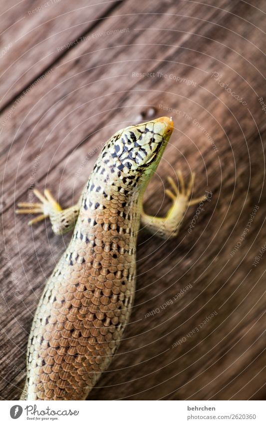 ein bisschen rund um die mitte Ferien & Urlaub & Reisen Tourismus Ausflug Abenteuer Ferne Freiheit Tier Wildtier Tiergesicht Echte Eidechsen Gecko 1