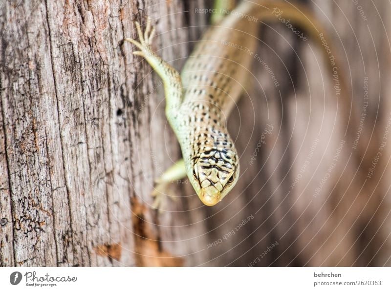 fingerspitzengefühl | zum festhalten Ferien & Urlaub & Reisen Tourismus Ausflug Abenteuer Ferne Freiheit Baum Wildtier Tiergesicht Schuppen Gecko
