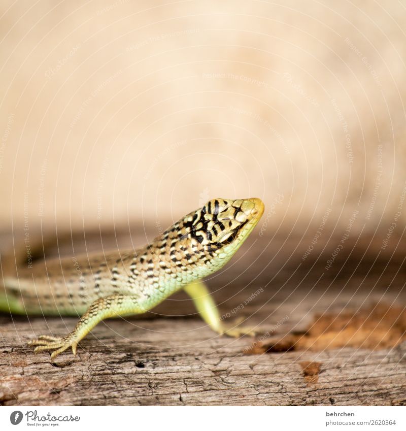 aufmerksam Ferien & Urlaub & Reisen Tourismus Ausflug Abenteuer Ferne Freiheit Natur Baum Tiergesicht Echte Eidechsen Gecko 1 beobachten außergewöhnlich