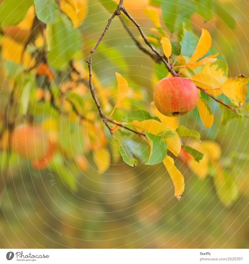 ein Apfel im Oktober organisch Obst Frucht Bio Gartenobst Apfelzweig Apfelernte Herbstfärbung Apfelbaum Pastellfarben Pastellton pastellig vegan vegetarisch