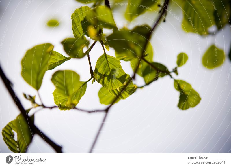 einatmen Umwelt Natur Luft Himmel Frühling Sommer Schönes Wetter Pflanze Blatt Wildpflanze Erlen Zweige u. Äste leuchten Wachstum frisch blau grün Optimismus