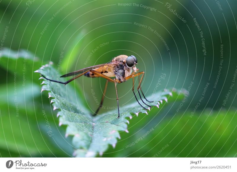 Fliege auf einem Blatt Nahaufnahme Makroaufnahme Insekt Makro Tier Natur Farbfoto Tierporträt