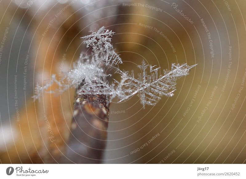 Eiskristall Winter Frost Kristallstrukturen Eisblumen Makroaufnahme Detailaufnahme gefroren kalt