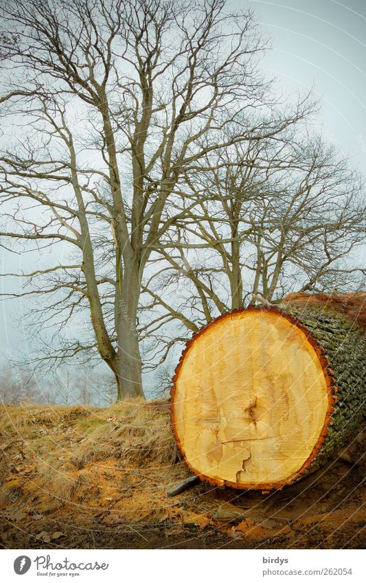 Die Lebenden und die Toten Natur Wolken Herbst Winter Baum Park außergewöhnlich Ungerechtigkeit Umweltschutz Wandel & Veränderung Zerstörung gefällter Baum