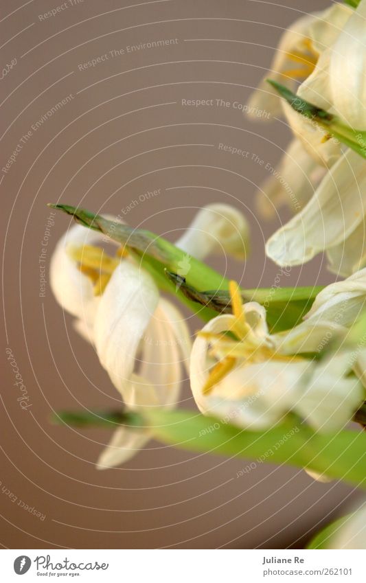 Abschied | Tulpen Pflanze Wasser Frühling Klima Blume Blatt Garten Wiese alt Blühend Duft verblüht dehydrieren Wachstum ästhetisch hässlich schön gelb grün