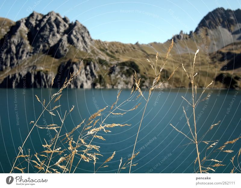 seegras Umwelt Natur Landschaft Pflanze Urelemente Wasser Himmel Wolkenloser Himmel Herbst Schönes Wetter Sträucher Wildpflanze Felsen Alpen Berge u. Gebirge