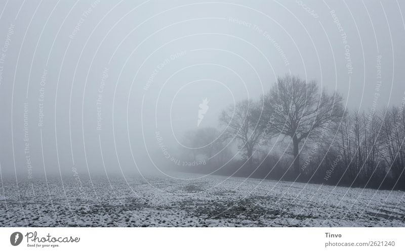 Winterliche Nebellandschaft mit Bäumen am Feldrand Natur Landschaft Schnee Baum Wiese grau ruhig stagnierend Frost ländlich winterlich geisterhaft nebelig