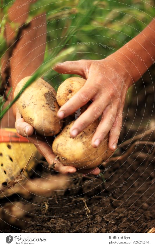 Kartoffeln einsammeln Gemüse Ernährung Gartenarbeit Landwirt Feld Landwirtschaft Forstwirtschaft Mensch maskulin Hand 1 18-30 Jahre Jugendliche Erwachsene Natur