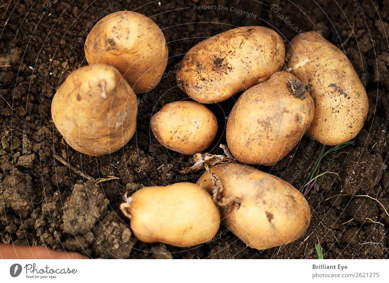 Ausgegrabene Kartoffeln Ernährung Natur Erde Feld dreckig groß klein natürlich oben braun Landwirtschaft Graben Ernte reif Aussaat Außenaufnahme