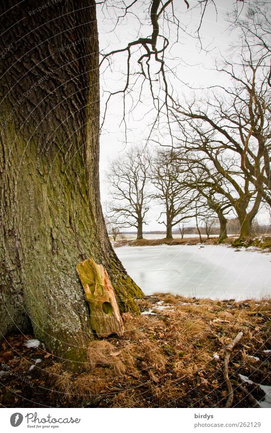 Eichen am Teich Natur Pflanze Winter Eis Frost Baum Park authentisch natürlich Idylle Baumstamm Anschnitt Eisfläche gefroren Ast Spechtloch Wolken Farbfoto