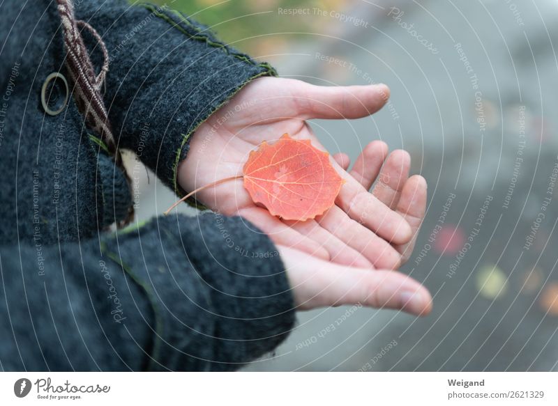 Herbststimmung Trauerfeier Beerdigung Traurigkeit verblüht trist grau Vertrauen achtsam demütig Sorge Tod Müdigkeit Enttäuschung Einsamkeit Blatt Farbfoto