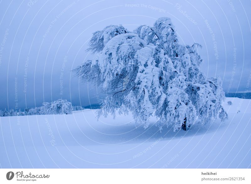 WINTER harmonisch Zufriedenheit Erholung ruhig Winter Schnee Winterurlaub Berge u. Gebirge wandern Natur Landschaft Himmel Baum Abenteuer Schwarzwald Buche Wind