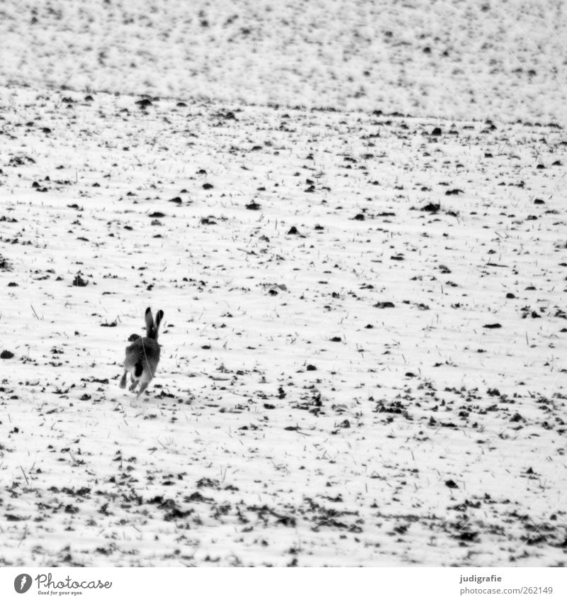 Angsthase Umwelt Natur Landschaft Tier Winter Schnee Feld Hase & Kaninchen 1 laufen Flucht Schwarzweißfoto Außenaufnahme Menschenleer Tag Tierporträt