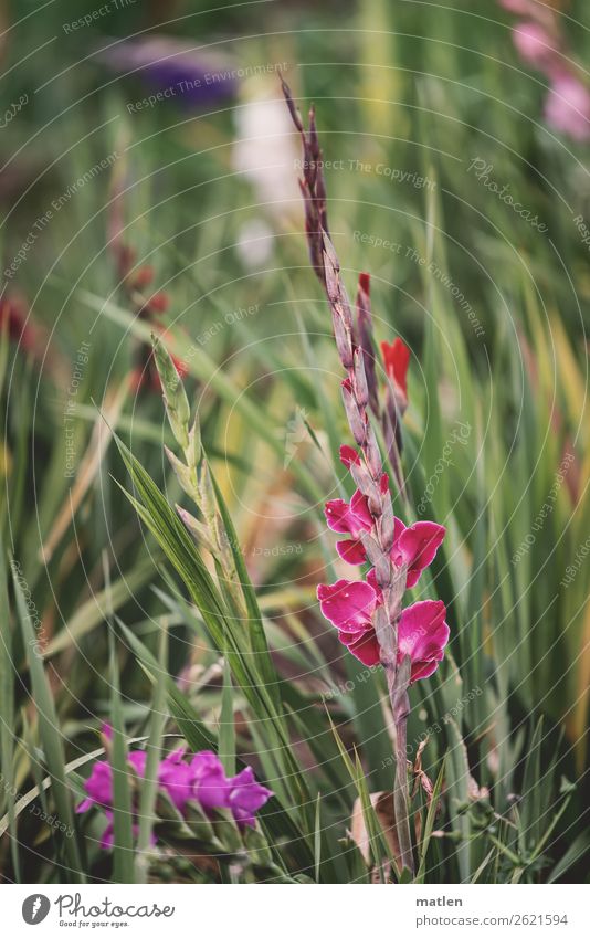 Gladiolen Pflanze Herbst Blatt Blüte Nutzpflanze Feld Menschenleer Blühend gelb grün violett rosa rot weiß Farbfoto Außenaufnahme Strukturen & Formen