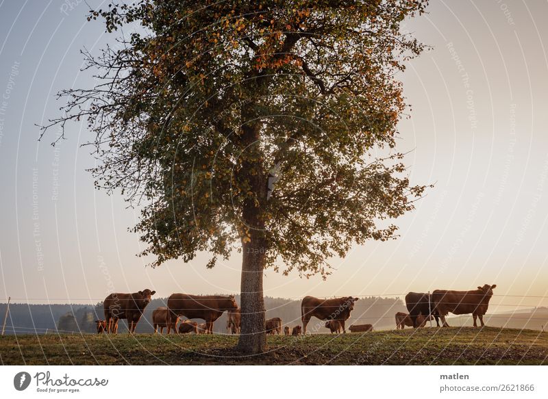 Kühe geniessen den Sonnenuntergang Landschaft Pflanze Himmel Wolkenloser Himmel Horizont Sonnenaufgang Herbst Schönes Wetter Baum Gras Wald Hügel Tier Haustier