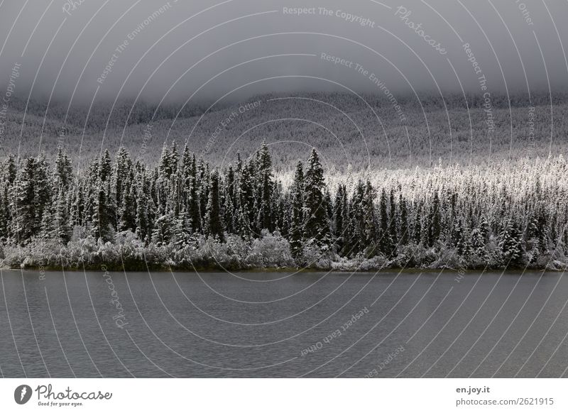 Überraschung | die Sonne kommt raus Ferien & Urlaub & Reisen Ausflug Winter Schnee Winterurlaub Natur Landschaft Sonnenlicht Nebel Wald Hügel See kalt Hoffnung