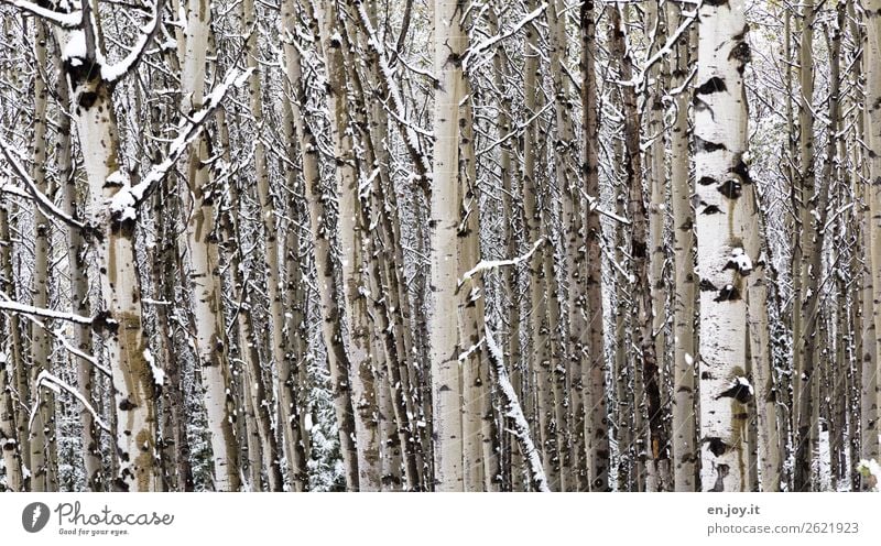 Walddichte Natur Landschaft Pflanze Winter Baum Baumstamm Espe Baumrinde kalt weiß Klima nachhaltig Netzwerk Teamwork Umweltschutz Wachstum Zusammenhalt