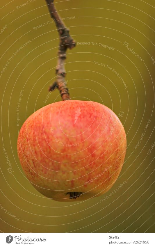 ein Apfel zum anbeißen Obst Frucht Bioobst Apfelernte Obsternte organisch Gartenobst Kernobst aus eigenem Garten Diätnahrung Apfelzweig reife Äpfel herbstlich