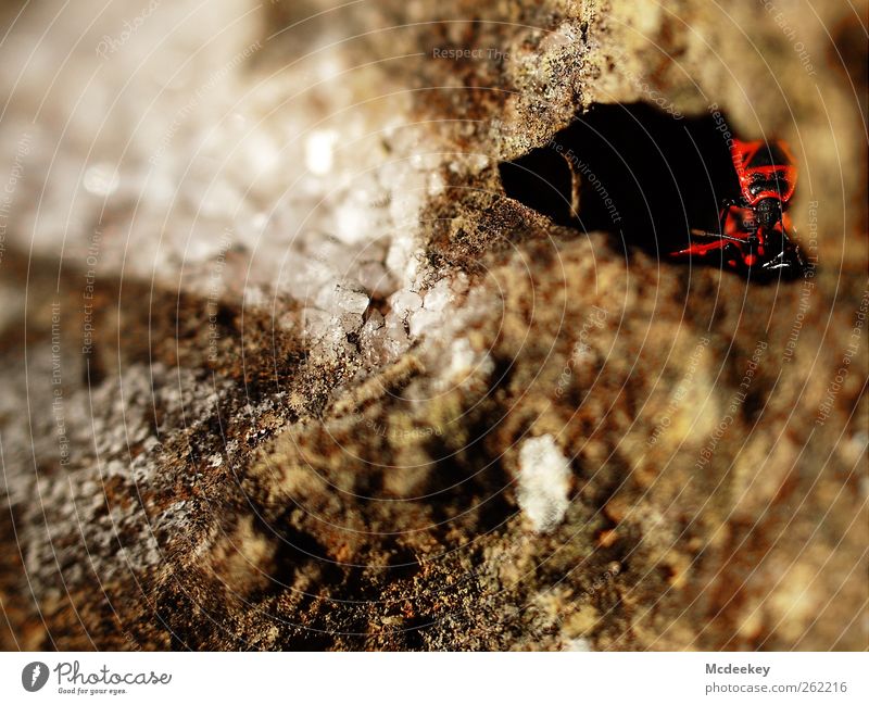 Sicheres Versteck Umwelt Natur Park Tier Wildtier Käfer Feuerwanze 3 Tiergruppe natürlich Neugier braun grau rot schwarz weiß Stein Kristalle Höhle Loch dunkel