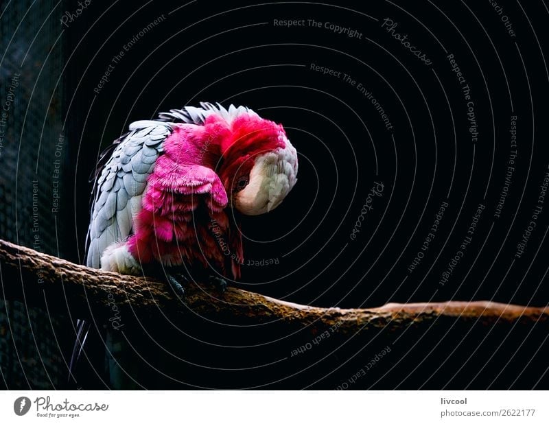 Galah, Brisbane-Australien Ferien & Urlaub & Reisen Ausflug Abenteuer Natur Tier Haustier Wildtier Vogel 1 dunkel Freundlichkeit niedlich grau rosa schwarz