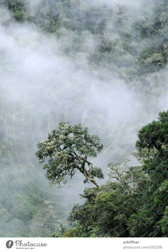 Baumloben... Umwelt Natur Landschaft Pflanze Wolken Grünpflanze exotisch Wald Urwald Berge u. Gebirge grün Nebelwald Unterholz Baumkrone Nebelstimmung