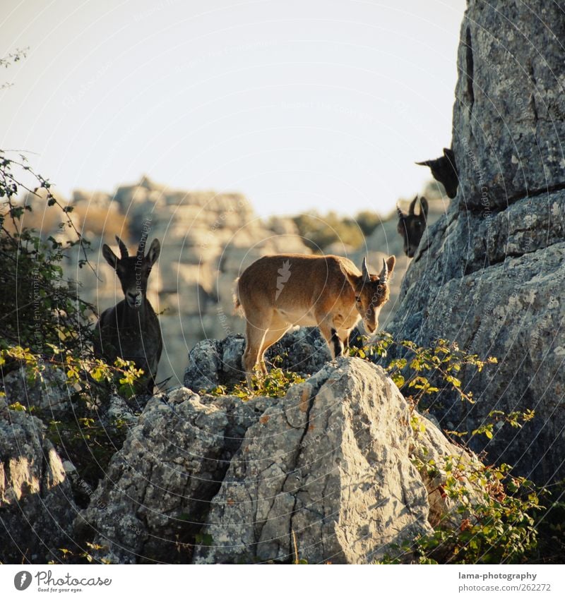 Los cabritillos [XX] Ausflug Abenteuer Expedition Natur Tier Felsen Berge u. Gebirge Nationalpark El Torcal de Antequera Andalusien Spanien Wildtier Steinbock