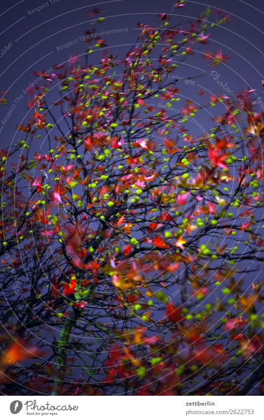 Herbstlaub am Abend Abschied Ast Baum Blatt mehrfarbig dunkel Ende Farbe Garten Traurigkeit Nacht Natur Park Trauer Pflanze Wechseln Zweig