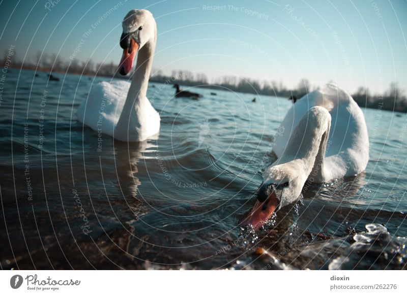 Fütterung der Raubtiere Umwelt Natur Wasser Himmel Wolkenloser Himmel Schönes Wetter Seeufer Tier Wildtier Vogel Schwan 2 Tierpaar Fressen Schwimmen & Baden