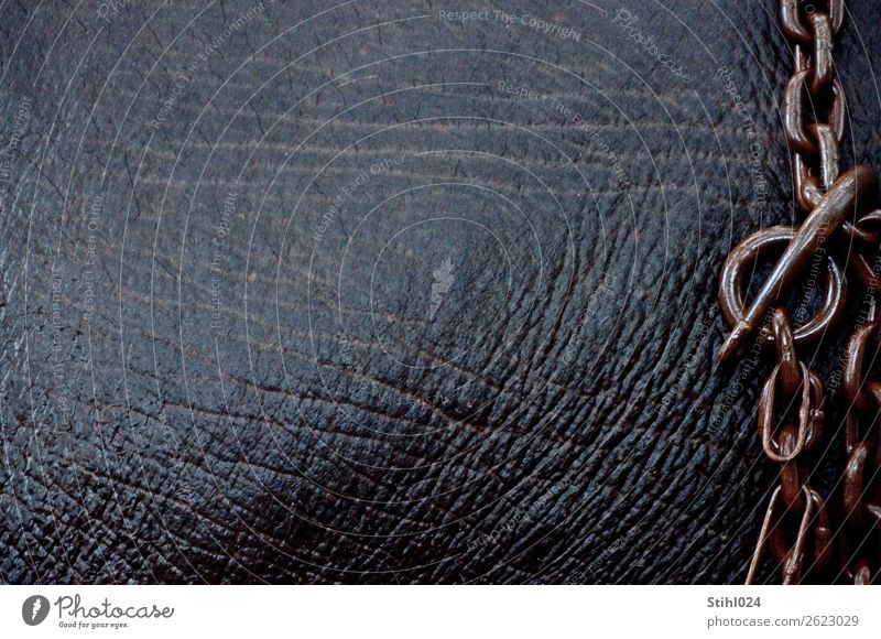 nasse Sicherungskette am Elefanten Tier Nutztier Elefantenhaut 1 Kette Kettenglied Metall dick grau schwarz Kraft geduldig Hautfalten Furche Sicherungsring