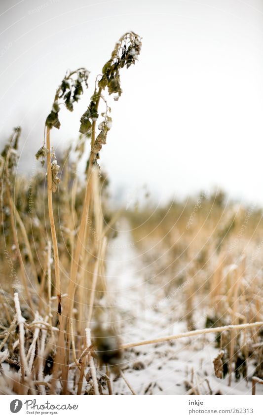 Ein Weg ins Kornfeld Umwelt Natur Landschaft Pflanze Himmel Winter Klima Eis Frost Schnee Gras Nutzpflanze Wildpflanze Stroh Feld Fußweg Menschenleer kalt gelb