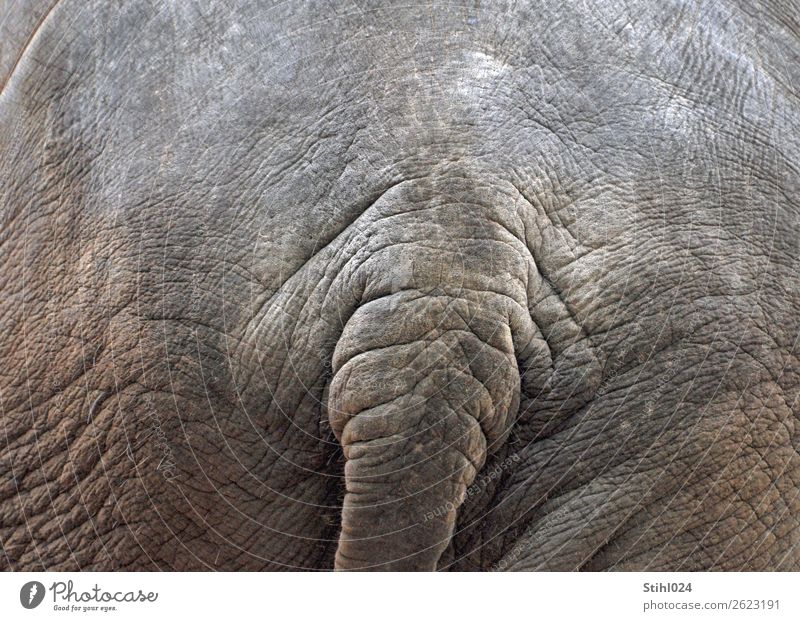 Elefanten-Popo Tier Nutztier Wildtier Elefantenhaut Schwanz 1 gigantisch groß muskulös natürlich grau friedlich Trägheit Kraft geduldig Ende Falte