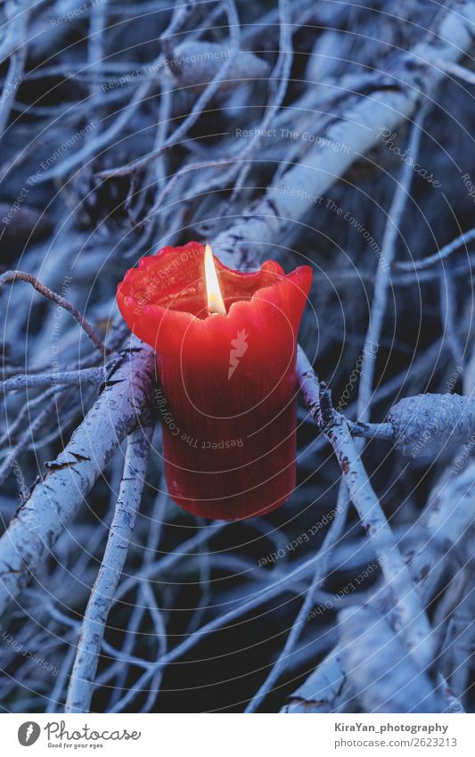 Rot brennende Kerze in Ästen eines alten Baumes Winter Dekoration & Verzierung Feste & Feiern Halloween Weihnachten & Advent Wald rot Gefühle Hoffnung Entsetzen