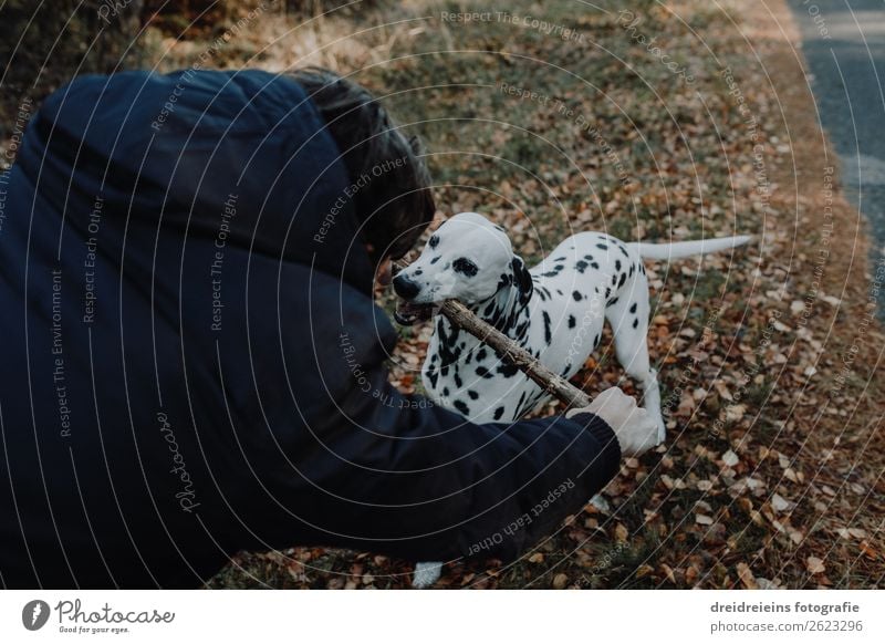Hund Dalmatiner steht in Kornfeld Lebensfreude Stöckchen spielen Zentralperspektive Tag spielend glücklich Treue Hund und Herrchen Naturliebe Optimismus erleben
