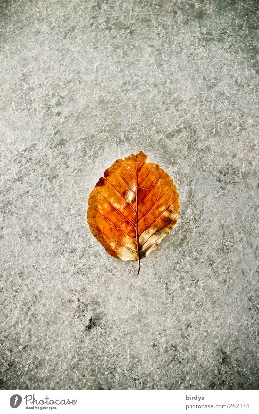Einzelnes Buchenblatt auf einer Eisfläche Winter Frost Blatt ästhetisch kalt natürlich schön braun weiß Natur Wandel & Veränderung 1 Eiskristall gefroren