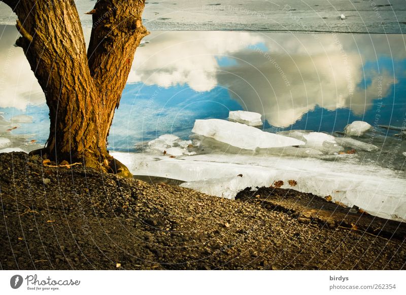 four elements Umwelt Natur Landschaft Urelemente Wasser Himmel Wolken Winter Klima Schönes Wetter Eis Frost Baum Seeufer leuchten ästhetisch außergewöhnlich