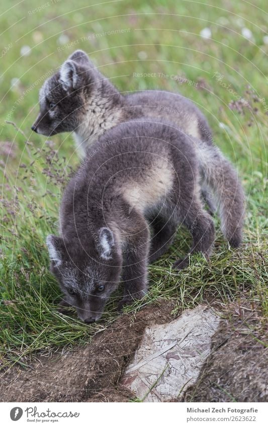 zwei junge, verspielte arktische Fuchswelpen vor ihrem Versteck. schön Sommer Baby Natur Tier Gras Wiese Pelzmantel Tierjunges klein niedlich wild blau braun